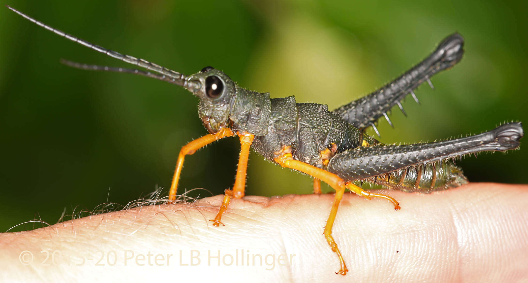 Piezops ensicornis (Stål 1878)的圖片