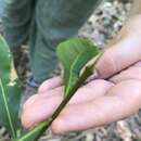 Image de Chionanthus ramiflorus var. ramiflorus