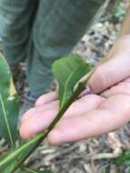 Image of Chionanthus ramiflorus var. ramiflorus