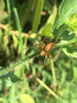 Image of Oxyopes sertatus L. Koch 1878