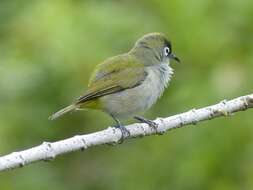 Zosterops olivaceus (Linnaeus 1766) resmi