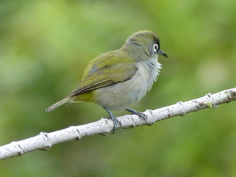 Zosterops olivaceus (Linnaeus 1766) resmi