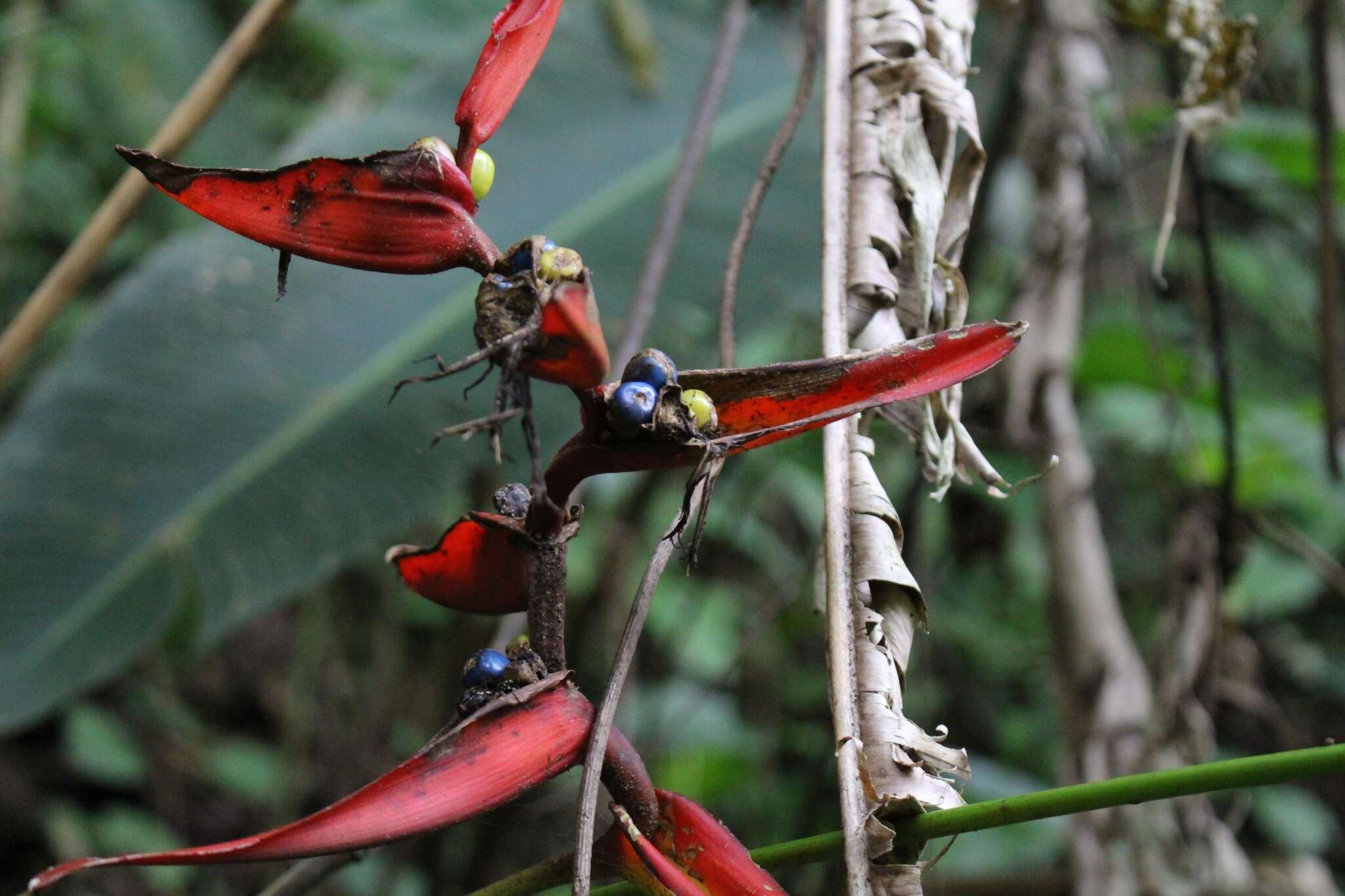 Image de Heliconia tortuosa Griggs