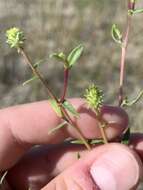 Image of Ash Meadows Gumweed