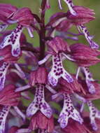 Image de Orchis hybrida (Lindl.) Boenn. ex Rchb.