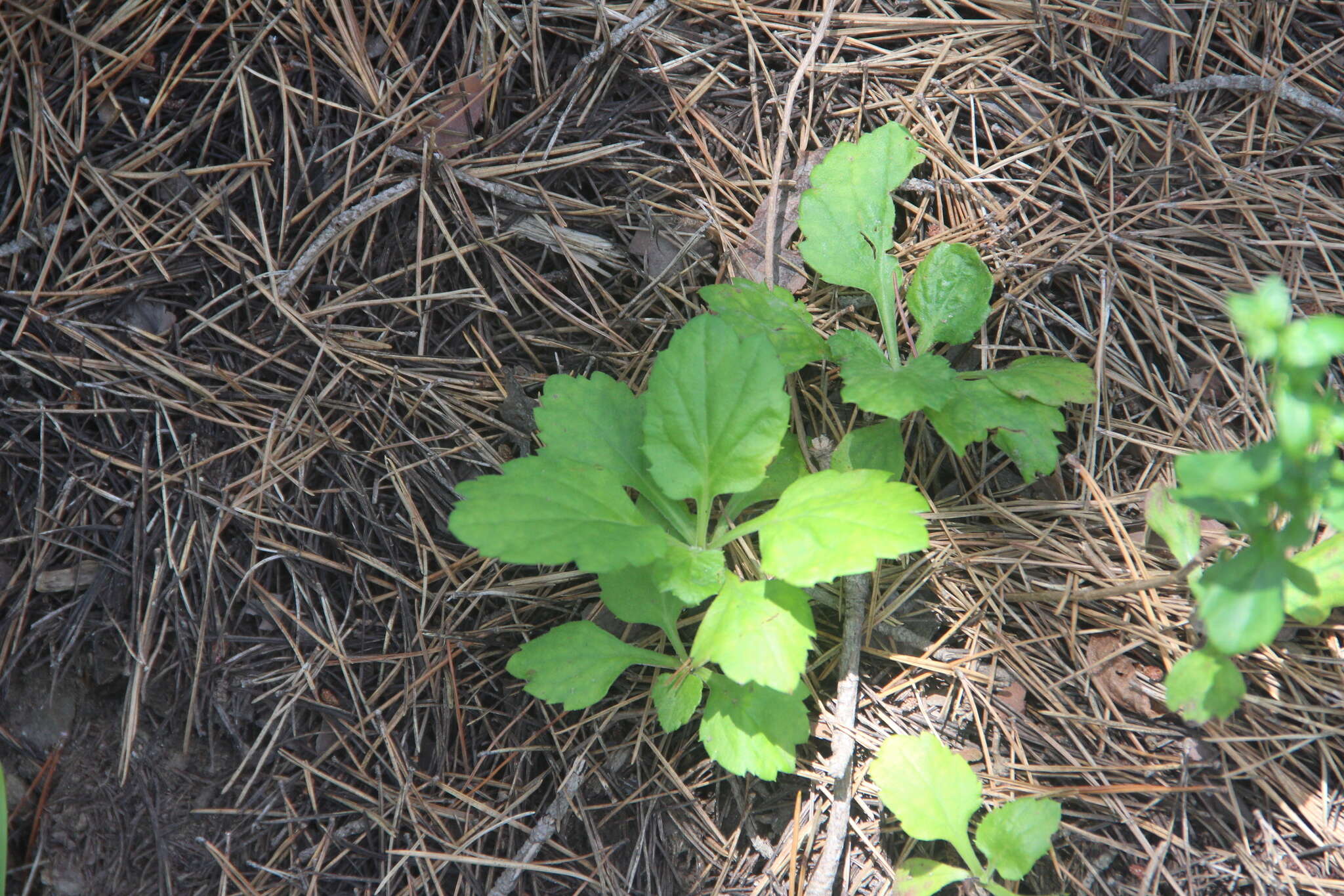 Image of Artemisia keiskeana Miq.