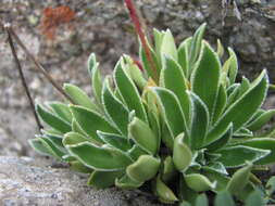Image of Saxifraga paniculata subsp. cartilaginea (Willd.) D. A. Webb