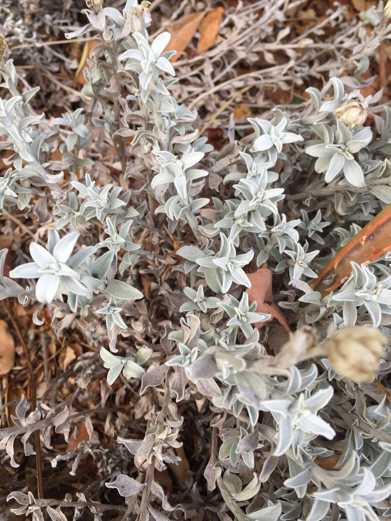 Image de Helichrysum argyrophyllum DC