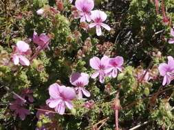 Image of Pelargonium englerianum Knuth