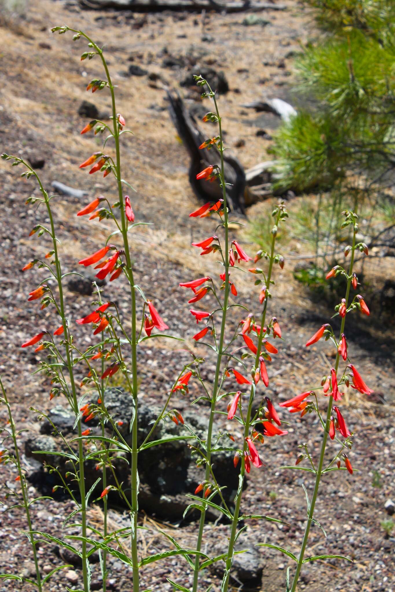 Image of beardlip penstemon