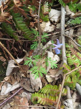 Image of Corydalis fumariifolia Maxim.