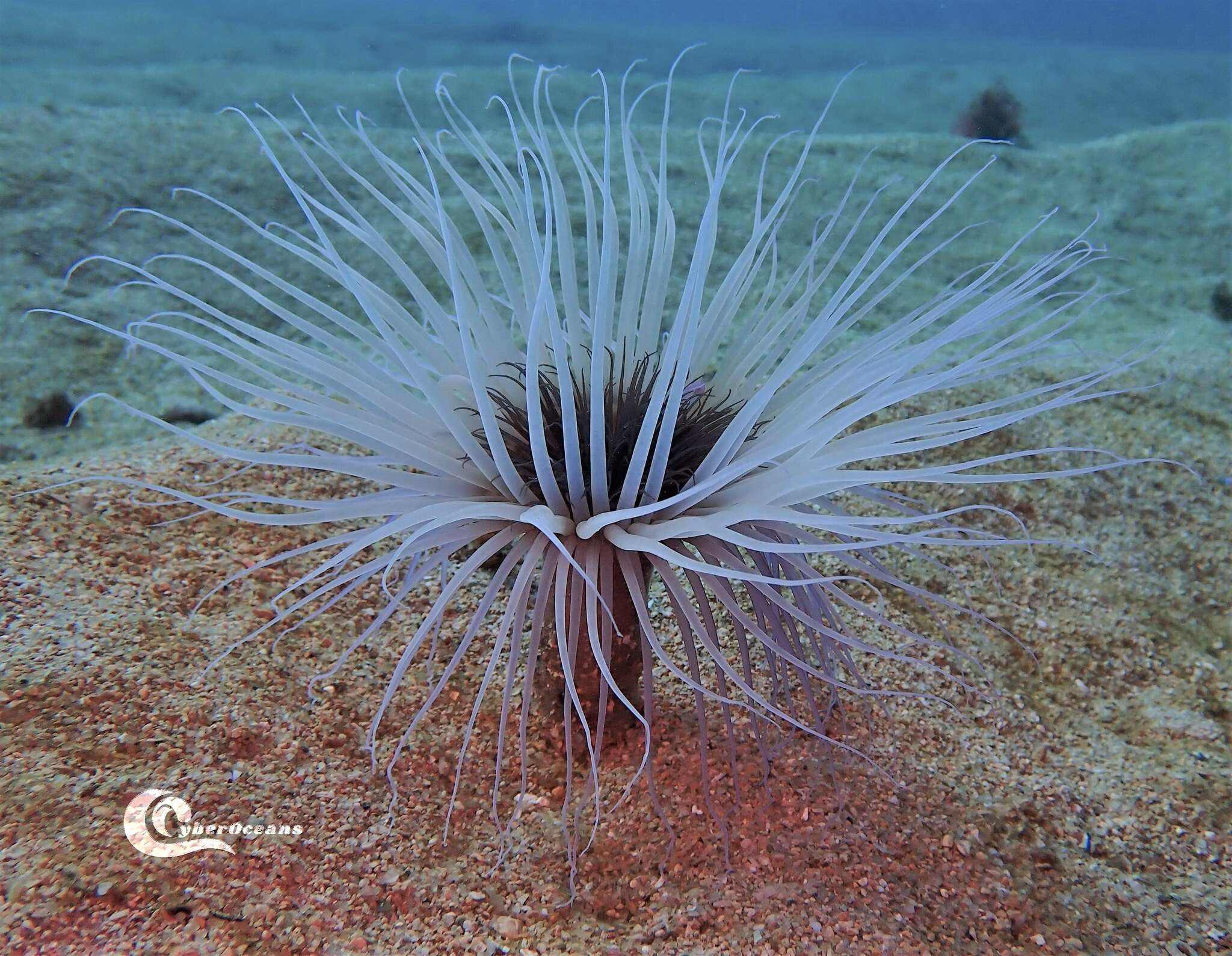 Image de Pachycerianthus solitarius (Rapp 1829)