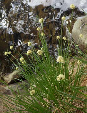 Image of Meadow's Cotton-Grass