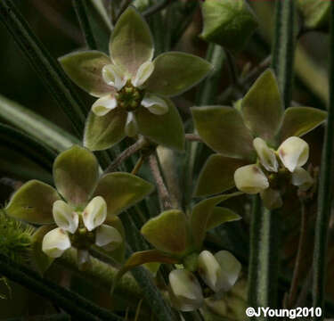 Image of Gomphocarpus tomentosus Burch.