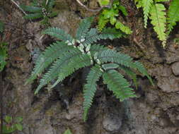 Image of Pteris normalis D. Don