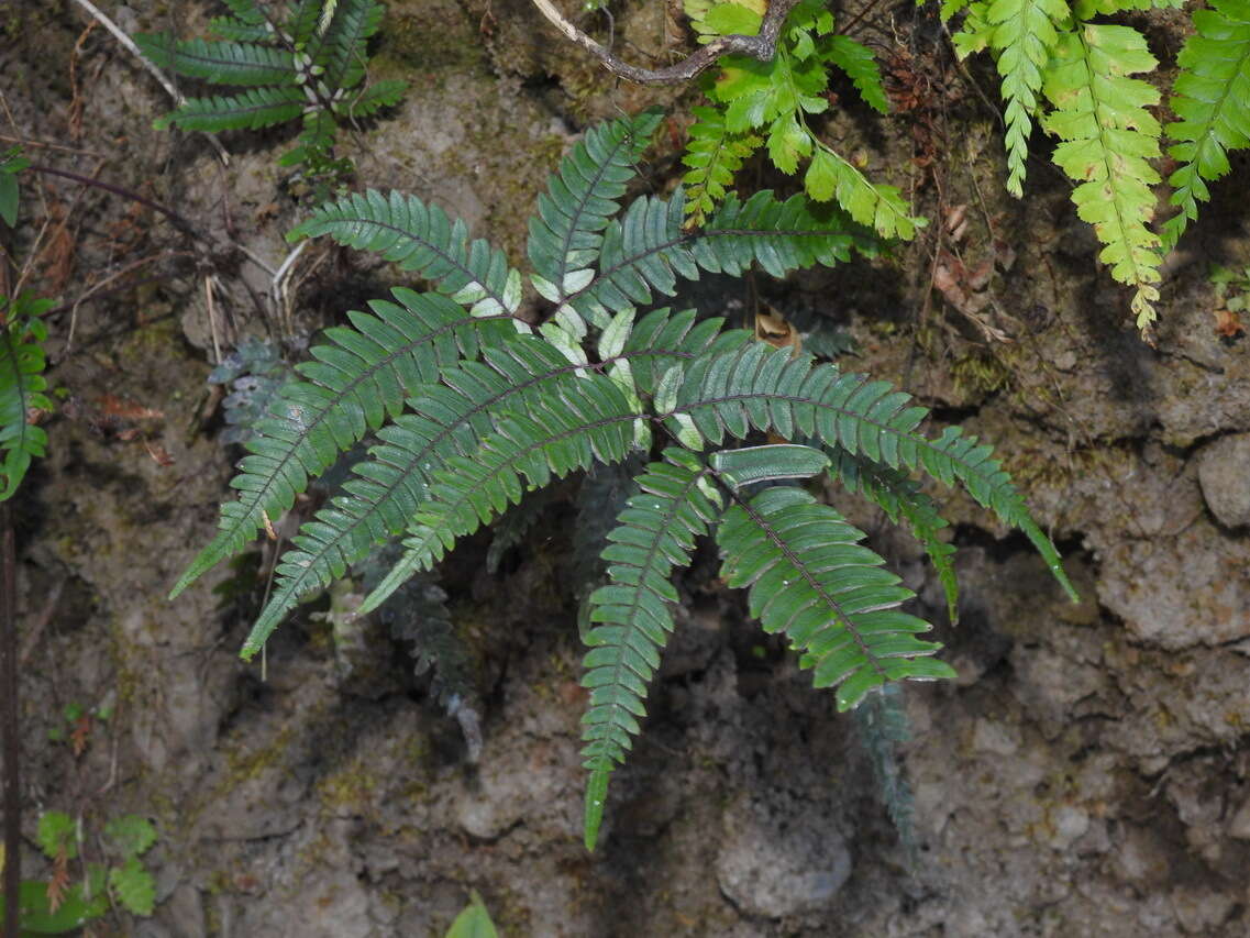 Image of Pteris normalis D. Don