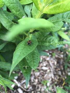 Image of Eastern Small Milkweed Bug