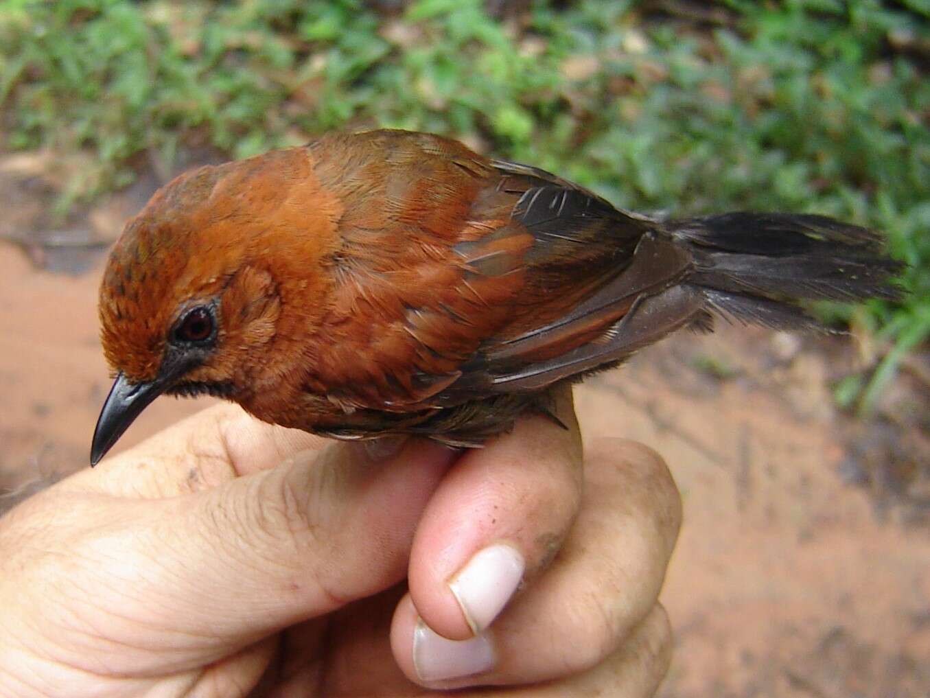 Image of Ruddy Spinetail