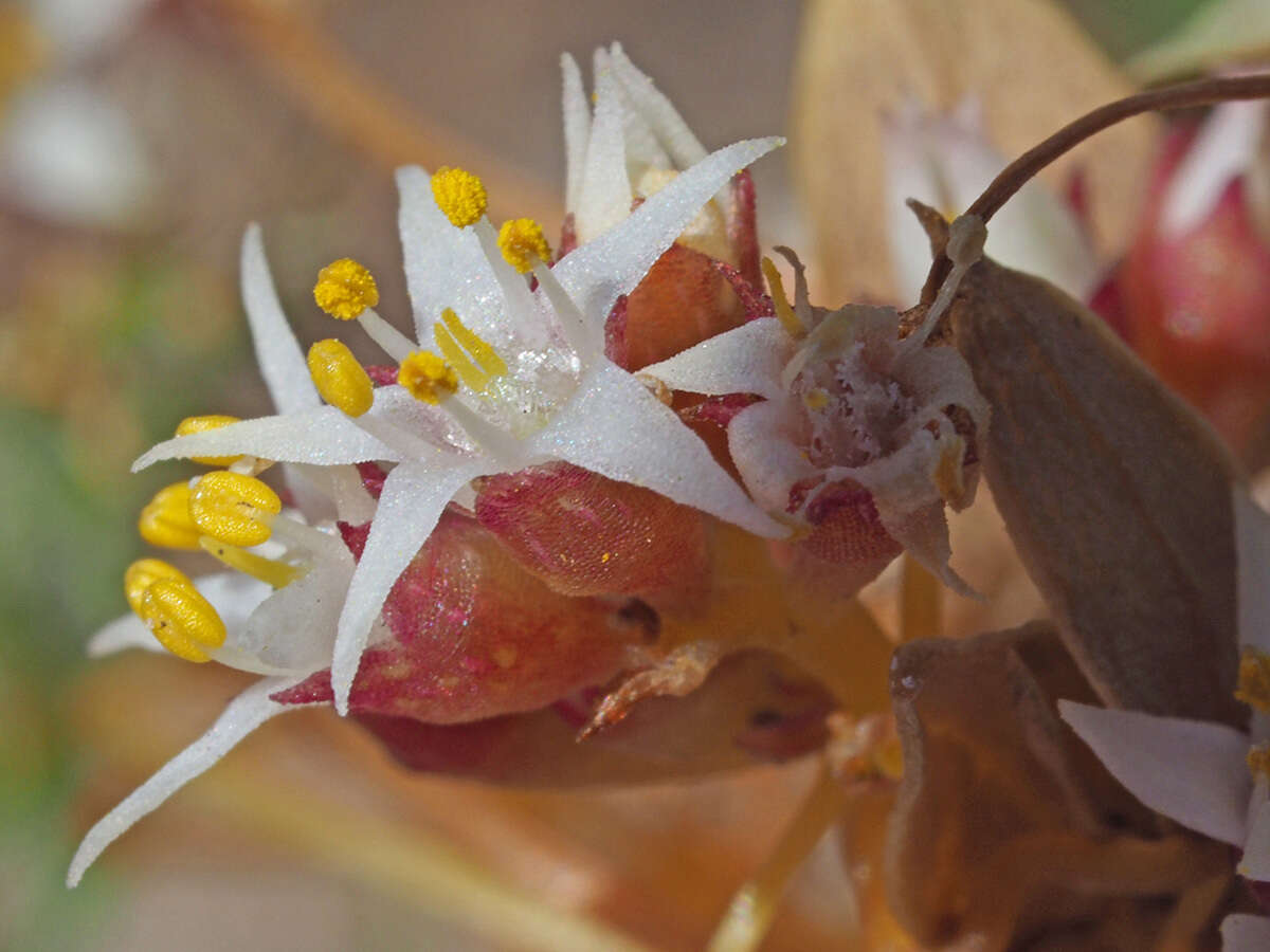 Image of Cuscuta nitida Choisy