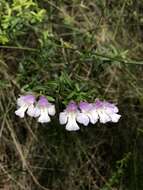 Image of Narrow-leaved Mint-bush