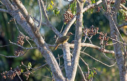 Plancia ëd Colaptes fernandinae Vigors 1827