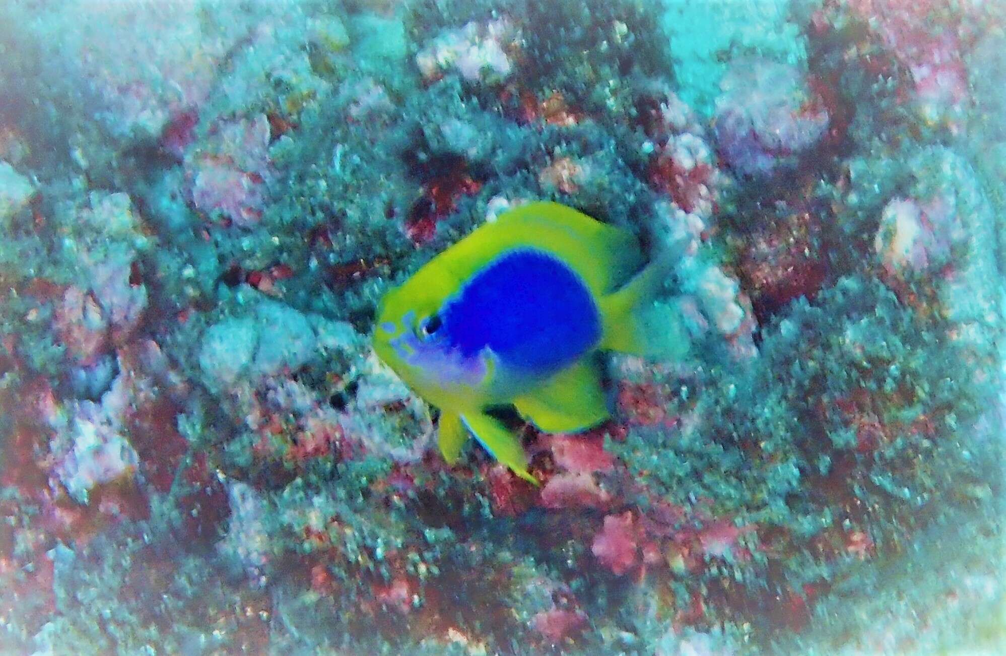 Image of Yellowfin damsel