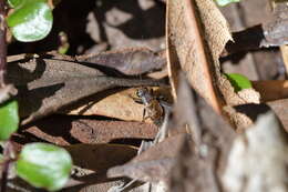 Image of Bobilla nigrovus (Swan 1972)