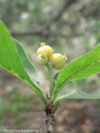 Image of Psychotria isalensis (Bremek.) A. P. Davis & Govaerts