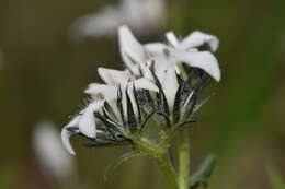 Image of Orianthera serpyllifolia (R. Br.) C. S. P. Foster & B. J. Conn