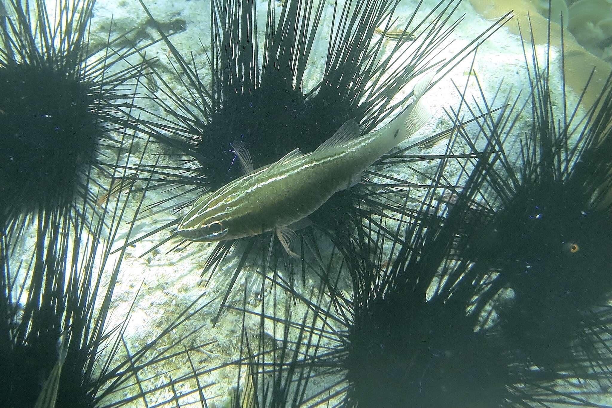 Image of Cardinal fish