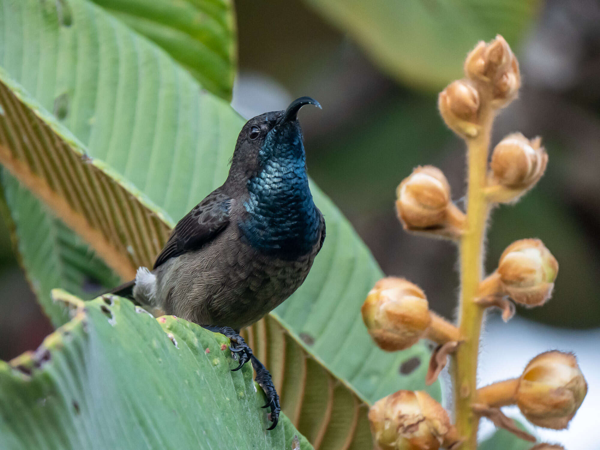 Image of Seychelles Sunbird