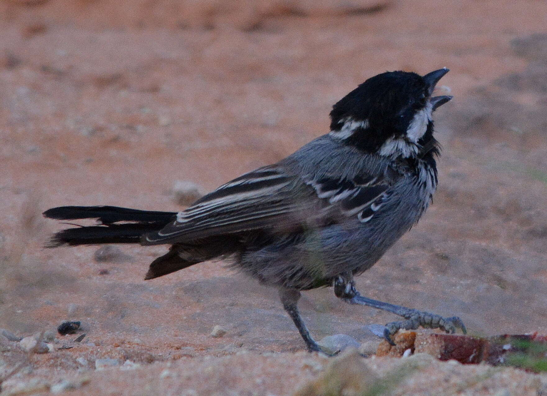 Plancia ëd Melaniparus cinerascens (Vieillot 1818)