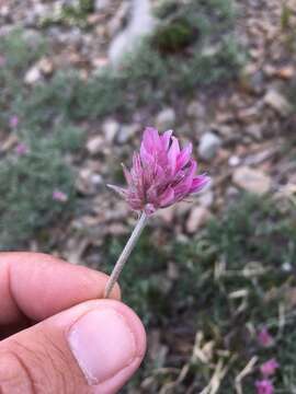 Plancia ëd Trifolium attenuatum Greene