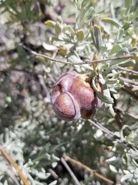 Image of Rhopalomyia pomum Gagne 1975