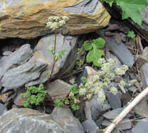 Image of Chaerophyllum humile Bieb.