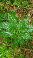 Image of Cardamine enneaphyllos (L.) Crantz