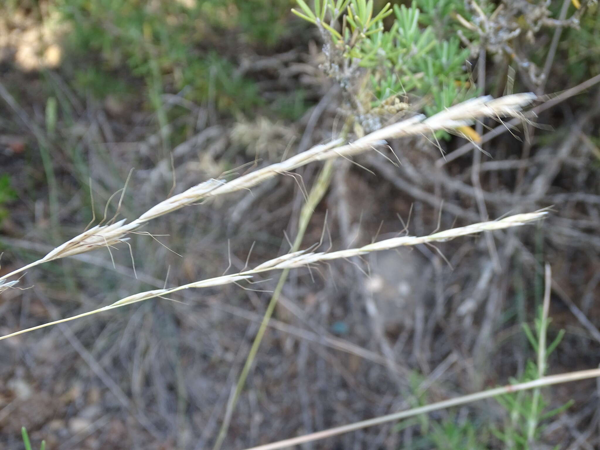 صورة Helictochloa bromoides (Gouan) Romero Zarco