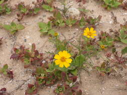 Image of Boeberastrum anthemidifolium (Benth.) Rydb.