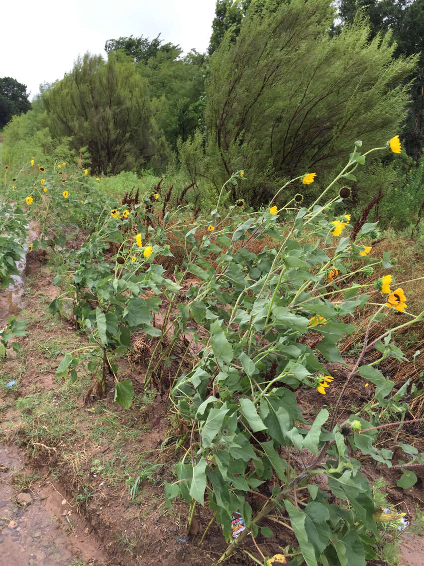 Image of common sunflower