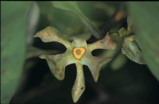 Image of Guatteria ramiflora (D. R. Simpson) Erkens & Maas