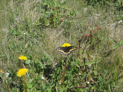 Image of Short-tailed Swallowtail