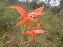 Imagem de Gladiolus watsonius Thunb.