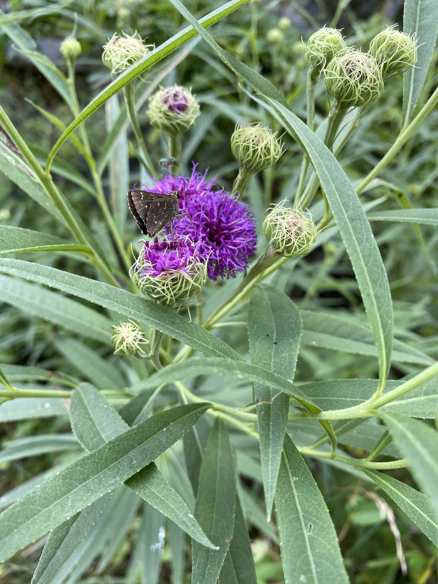 Imagem de Vernonia arkansana DC.