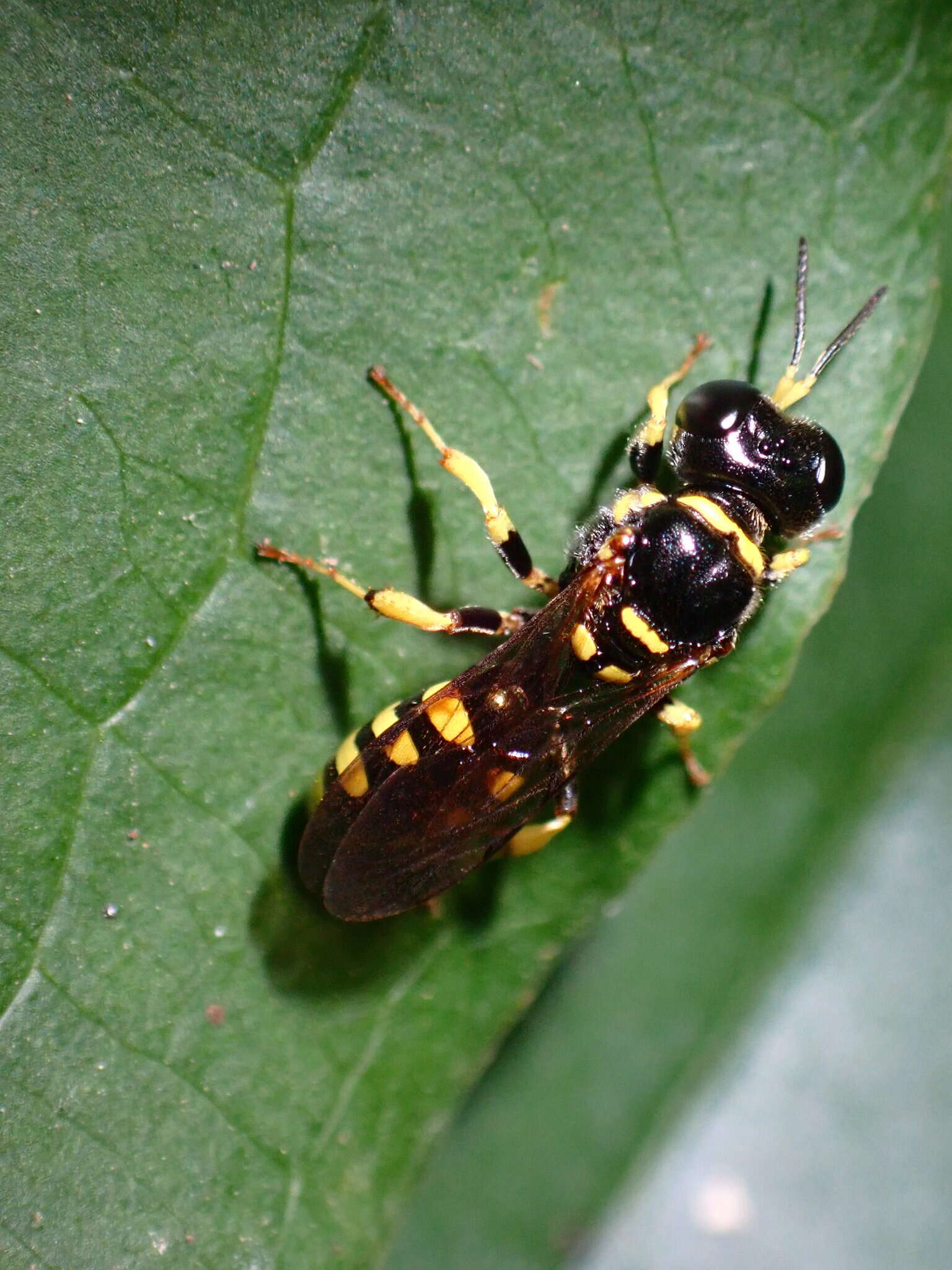 Image of Crossocerus nitidiventris (W. Fox 1892)