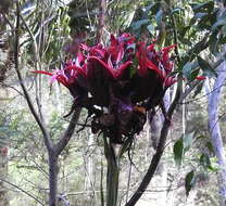 Doryanthes excelsa Corrêa resmi