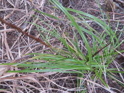 Image de Carex uncinata L. fil.