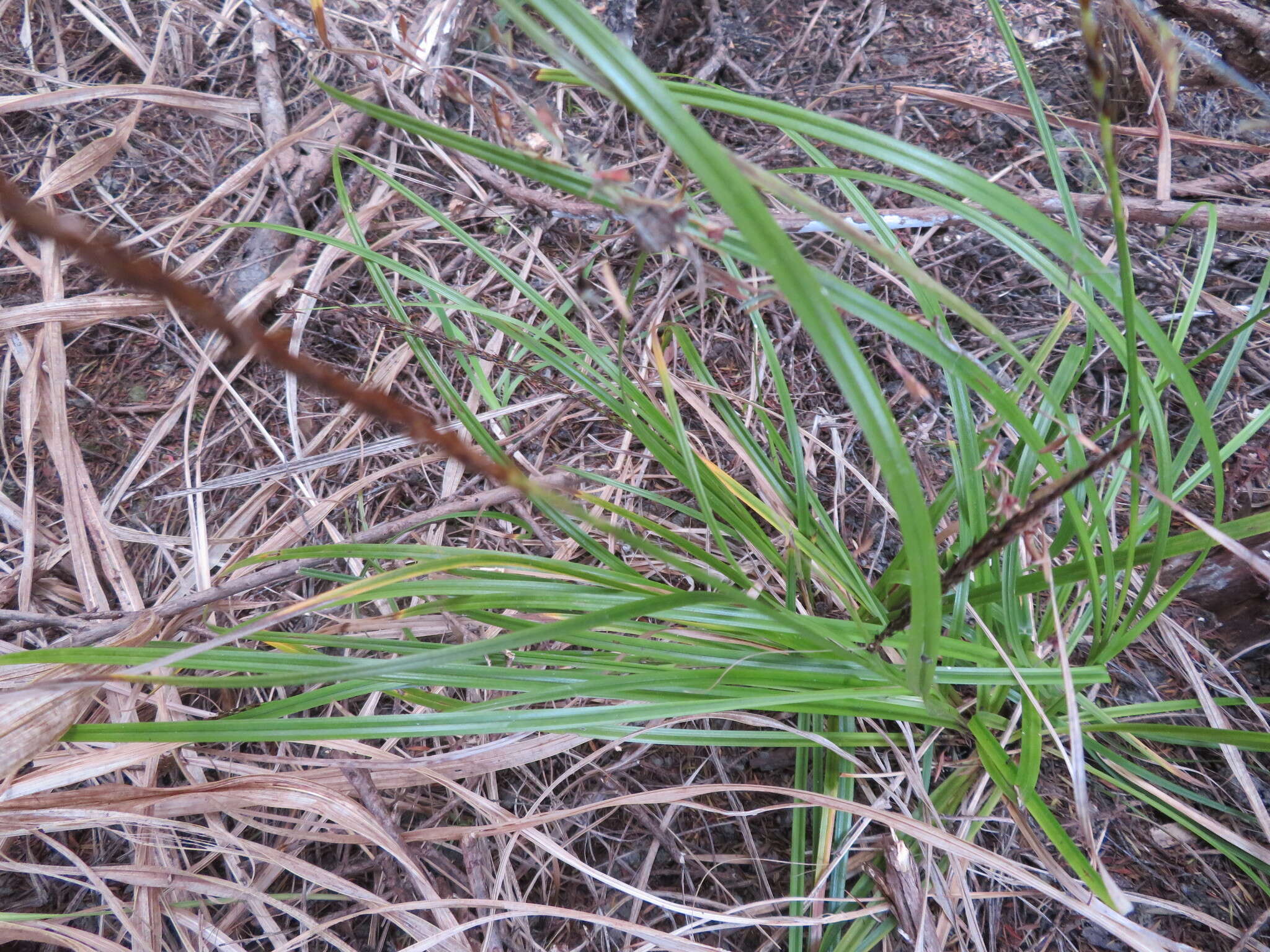 Sivun Carex uncinata L. fil. kuva