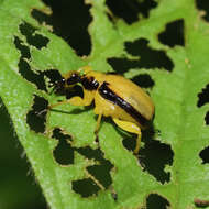 Image of Paratomapoderus balteus Legalov 2007