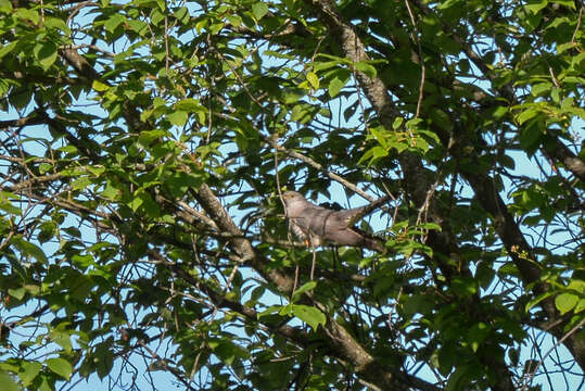 Image of Oriental Cuckoo