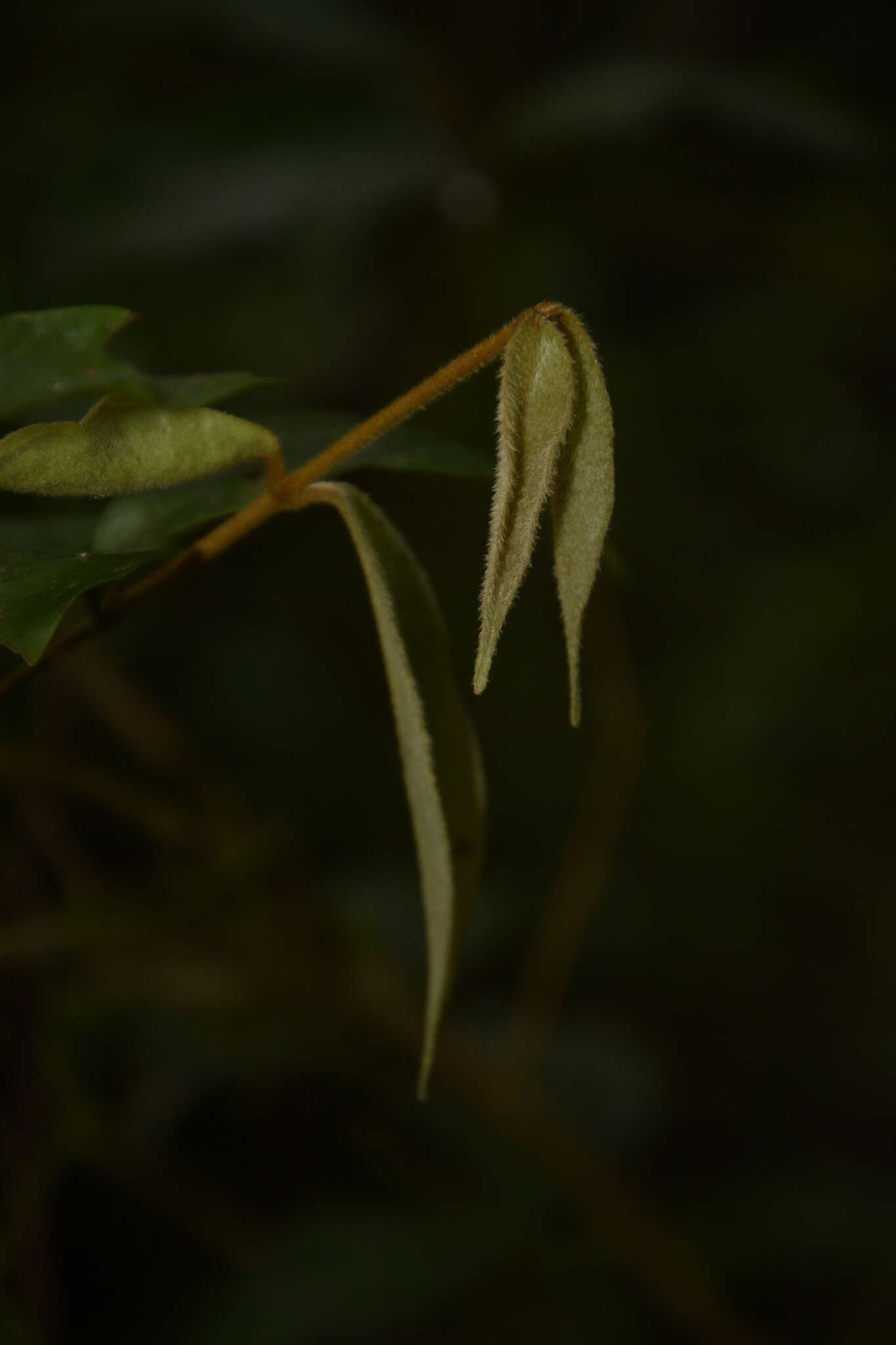 Image de Eugenia aloysii C. J. Saldanha